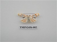 藏品(三斑聯苔蛾)的圖片